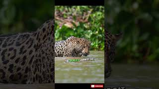 How amazing is the Leopard The cat family has all the majestic animals [upl. by Gasser]