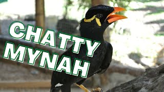 Mynah bird singing and talking talking calls itself Sings a bit of a folk song myna [upl. by Ennyletak142]