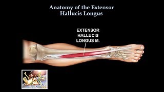 Anatomy Of The Extensor Hallucis Longus Muscle  Everything You Need To Know  Dr Nabil Ebraheim [upl. by Nassir]