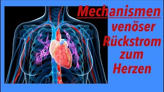 Mechanismen des venösen Rückstroms zum Herzen [upl. by Streeter]