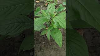 বাসকJusticia adhatodaMalabar nutadulsaadhatodavasavasaka nature beautiful beauty plants [upl. by Byler365]