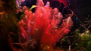 Rotala Wallichii How To Keep Rotala Turn Red Tips and Tricks [upl. by Ivonne536]