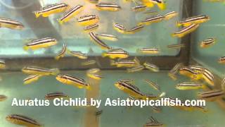 Auratus Cichlid Breeding And Export From Thailand [upl. by Peppie]