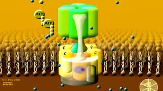 Animation of the rotary mechanism of the Vacuolar protonATPase VATPase – a protein complex [upl. by Celka]