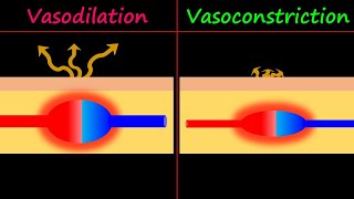 Vasodilation amp Vasoconstriction [upl. by Kreegar]