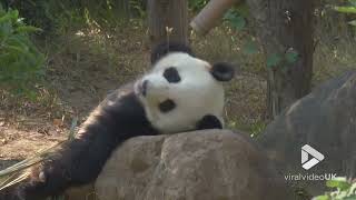 Adorable panda suns baths against large rock  Viral Video UK [upl. by Decamp]