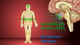 Knochenwachstum  Schulfilm Biologie [upl. by Ellsworth]