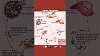 Life Cycle of Plasmodium in 1 minute🤯 neet class12 biology shorts [upl. by Ahseenyt]