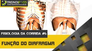 Função do Diafragma  Fisiologia Da Corrida 6 [upl. by Yezdnil]