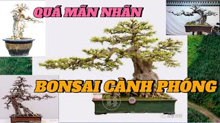 CHIÊM NGƯỠNG NHỮNG TÁC PHẨM BONSAI CÀNH PHÓNG KHÔNG THỂ BỎ QUA [upl. by Apul]