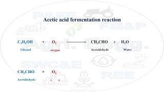 Acetic acid fermentation reaction fermentation aceticacid biochemistry microbiology engineering [upl. by Luhey]