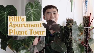 Bills Plant Tour billsgreendiary  Anthurium Philodendon Monstera amp more [upl. by Einneg565]