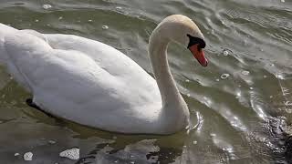 Swan closeupbeautiful white swan in the riverwater birds in the river [upl. by Neetsuj830]