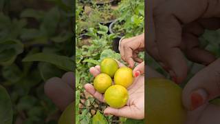 Sweet lemon harvesting cutting sweetlemon mygarden harvesting shortvideo ytshorts gardening [upl. by Uba639]