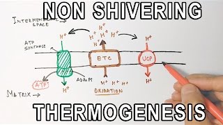 Mechanism of NonShivering Thermogenesis [upl. by Neroled]