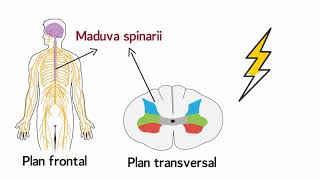 Functia de conducere a maduvei spinarii [upl. by Eeluj]