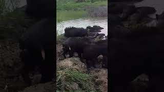 Why Pigs Are Important 🐽 farm life pigs wild natureboar hog animals shorts [upl. by Hserus]