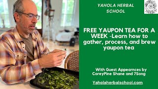 LEARN HOW TO PROCESS YOUR OWN YAUPON TEA FOR A WEEK SUPPLY [upl. by Ahsias]