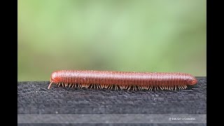 Millipede [upl. by Anasxor663]