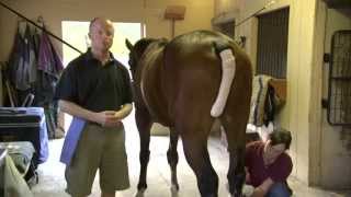 Equine Joint Injections [upl. by Remat]