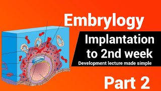 Embryology  The bilaminar embryonic disc  2nd Week development AnatomyHub [upl. by Gomer]