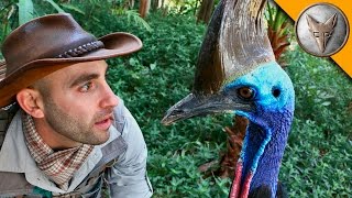 Man vs Cassowary [upl. by Sergent]