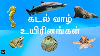 கடல் வாழ் உயிரினங்கள்  Names of Sea Animals in Tamil  Kids Educational Video [upl. by Tnilk289]