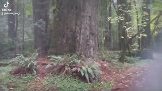 Redwood National Park [upl. by Gannon]