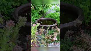 bird baths in gardens [upl. by Oliric]