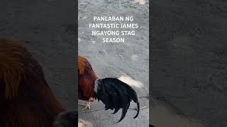 FANTASTIC JAMES PANLABAN THIS STAG SEASON [upl. by Savanna]