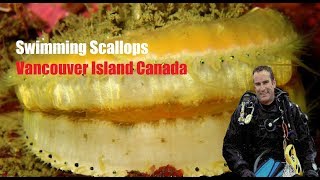 Swimming Scallops on Scuba Dive off Vancouver Island [upl. by Rillis]