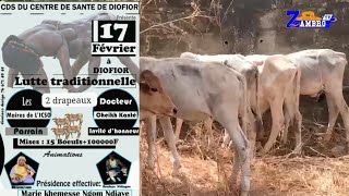 Lamb Diofior Samedi 17 Février Mise 15 Boeufs xolal ma nagg yi niniou raffeté 02 catégories [upl. by Laurette]