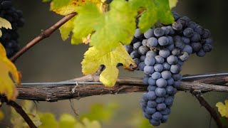 Nebbiolo Итальянская лоза Неббиоло «Королева красного винограда» [upl. by Lilas344]