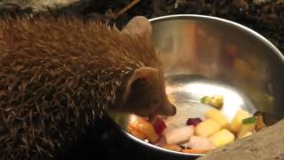 Lesser hedgehog tenrec eat a worm in HD [upl. by Arak]