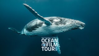 International OCEAN FILM TOUR Volume 9  GEORGE amp THE WHALES [upl. by Tigdirb567]