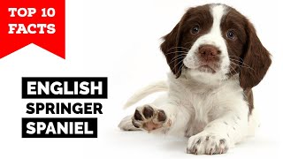 English Springer Spaniel  Top 10 Facts [upl. by Adirahs]