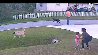 German shepherd saves sixyearold from being attacked by another dog [upl. by Ellegna787]