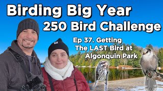 250 Bird Challenge Getting the LAST bird at Algonquin Park [upl. by Suryt]