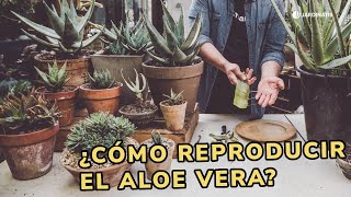 ¿Cómo REPRODUCIR ALOE vera 🌿 ¡Tres formas de reproducir esta suculenta 🌱 👩‍🌾 Jardinatis [upl. by Aerdnaid]