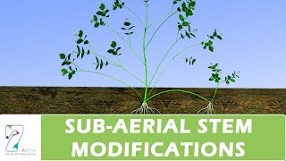 SUBAERIAL STEM MODIFICATIONS [upl. by Polly]