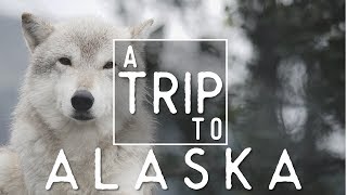 ALASKA IN 4K  Tim and Fin [upl. by Suivatram903]