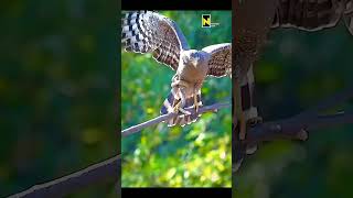 How did the eagle hunt the snake wildlife nationalgeographic animals discovery [upl. by Adabel929]