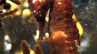 Seahorse facts15 facts about Seahorses [upl. by Buiron932]