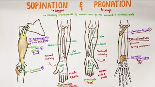 Supination and Pronation in forearm  Anatomy [upl. by Norramic571]