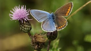 This butterfly is half male and half female [upl. by Leen]