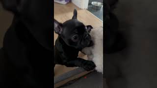 French bulldog puppy playing with puppy  Day 53 [upl. by Dnarud]