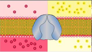 Types of Transport  Uniport Antiport and Symport Glucose and NaK Transporters [upl. by Bac]