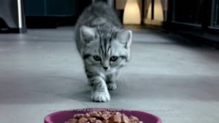 Whiskas Kitten Food TV Commercial 2016 [upl. by Eugilegna]