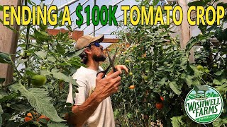 TERMINATING MY 100000 HYDROPONIC TOMATOES A HEARTBREAKING DECISION [upl. by Ulland551]