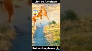 Lion vs Antelope [upl. by Hadnama]